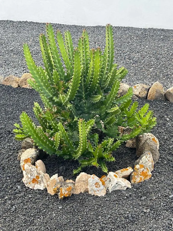 Villa Volcan La Oliva Ισπανία